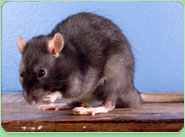 rat control Winchmore Hill