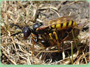 wasp control Winchmore Hill