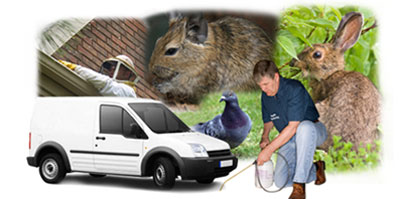 Winchmore Hill local van